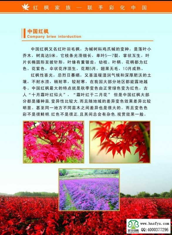 河南印刷廠:紅楓家族 宣傳畫(huà)冊(cè)