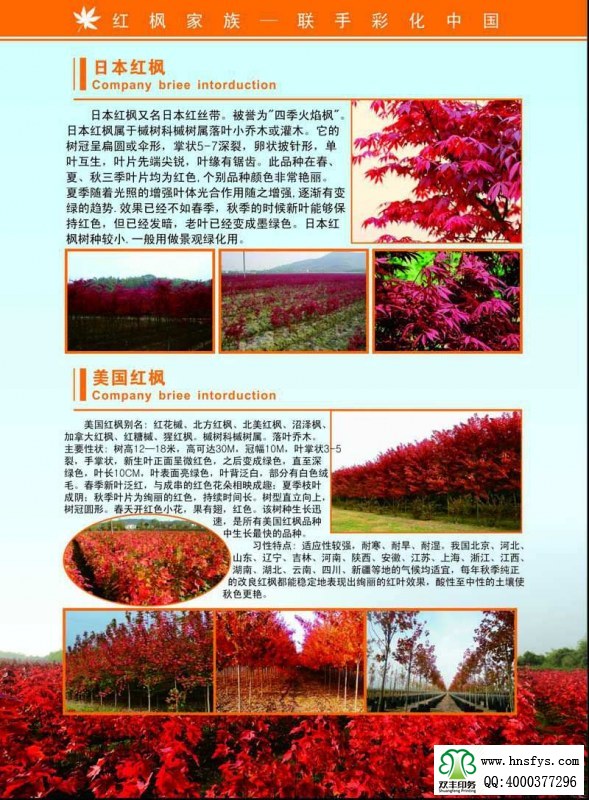 河南印刷廠:紅楓家族 宣傳畫(huà)冊(cè)