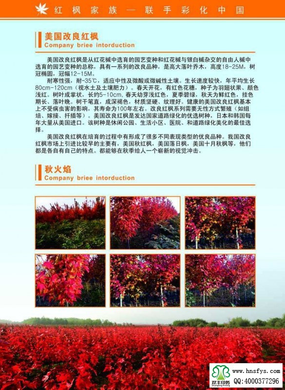 河南印刷廠:紅楓家族 宣傳畫(huà)冊(cè)