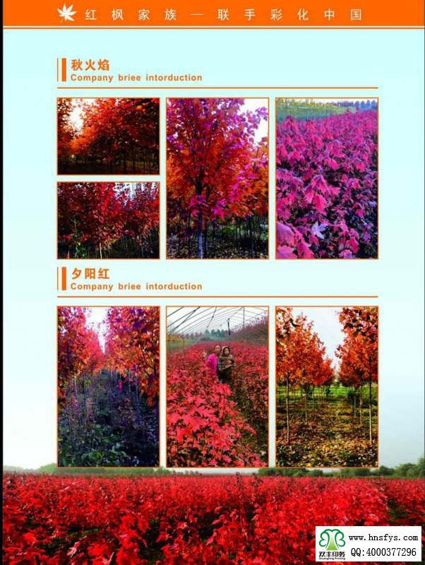 河南印刷廠:紅楓家族 宣傳畫(huà)冊(cè)