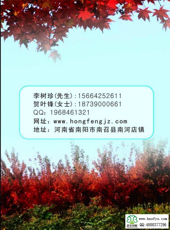 河南印刷廠:紅楓家族 宣傳畫(huà)冊(cè)